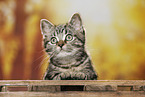 black-golden-tabby-classic British Shorthair