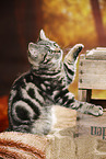 black-golden-tabby-classic British Shorthair