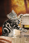 black-golden-tabby-classic British Shorthair