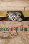 black-golden-tabby-classic British Shorthair