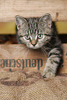 black-golden-tabby-classic British Shorthair