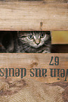 black-golden-tabby-classic British Shorthair