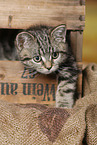 black-golden-tabby-classic British Shorthair