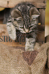 black-golden-tabby-classic British Shorthair