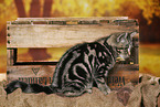 black-golden-tabby-classic British Shorthair
