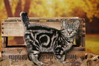 black-golden-tabby-classic British Shorthair