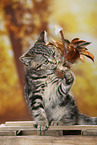 black-golden-tabby-classic British Shorthair