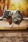 black-golden-tabby-classic British Shorthair
