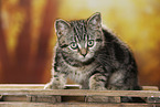 black-golden-tabby-classic British Shorthair