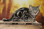 black-golden-tabby-classic British Shorthair