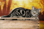 black-golden-tabby-classic British Shorthair
