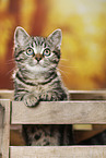 black-golden-tabby-classic British Shorthair