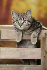 black-golden-tabby-classic British Shorthair