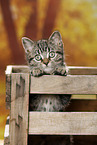 black-golden-tabby-classic British Shorthair