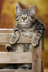black-golden-tabby-classic British Shorthair