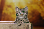 black-golden-tabby-classic British Shorthair