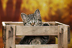black-golden-tabby-classic British Shorthair