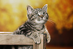 black-golden-tabby-classic British Shorthair