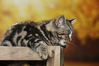 black-golden-tabby-classic British Shorthair