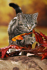 black-golden-tabby-classic British Shorthair