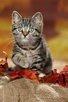 black-golden-tabby-classic British Shorthair