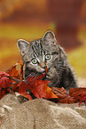 black-golden-tabby-classic British Shorthair