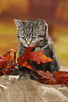 black-golden-tabby-classic British Shorthair