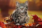 black-golden-tabby-classic British Shorthair