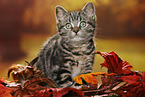 black-golden-tabby-classic British Shorthair