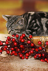 black-golden-tabby-classic British Shorthair