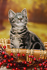 black-golden-tabby-classic British Shorthair
