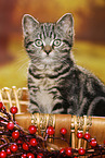 black-golden-tabby-classic British Shorthair
