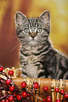 black-golden-tabby-classic British Shorthair