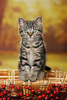 black-golden-tabby-classic British Shorthair