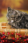 black-golden-tabby-classic British Shorthair