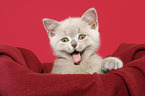 British Shorthair Kitten