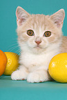 British Shorthair Kitten