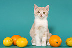 British Shorthair Kitten