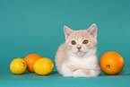 British Shorthair Kitten