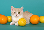 British Shorthair Kitten