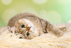 lying British Shorthair
