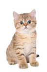 sitting British Shorthair Kitten