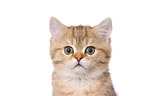British Shorthair Kitten Portrait