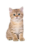 sitting British Shorthair Kitten