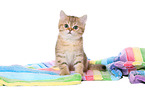 sitting British Shorthair Kitten