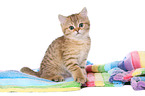 sitting British Shorthair Kitten