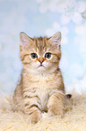 sitting British Shorthair Kitten