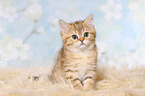 sitting British Shorthair Kitten