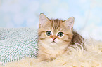 lying British Shorthair Kitten