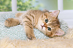 lying British Shorthair Kitten
